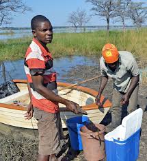 Image result for Kotschya uguenensis