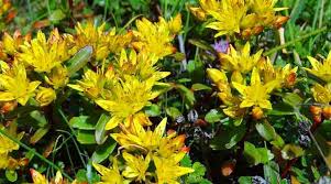 The kangaroo rat never needs to drink water. Drought Tolerant Plants That Don T Need Water Or Very Little Water