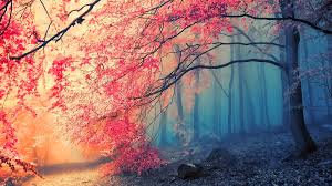 Mulching helps discourage weeds and prevent evaporation, water pooling and freeze injury around the trunk going into winter. Wallpaper Sunlight Trees Forest Fall Nature Branch Cherry Blossom Tree Autumn Leaf Flower Plant Season Computer Wallpaper 1920x1080 Smoovie 209532 Hd Wallpapers Wallhere