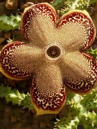 How to propagate edithcolea grandis 'persian carpet flower' by beheadings. How To Grow And Care For A Persian Carpet Flower Edithcolea Grandis Dummer Garden Manage Gfinger Es La App De Jardineria Mas Profesional