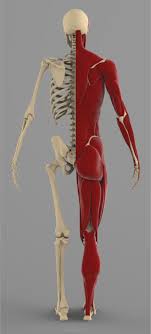 Precise Human Skeleton Muscles 3d Model Human Skeleton Skeleton Muscles Human