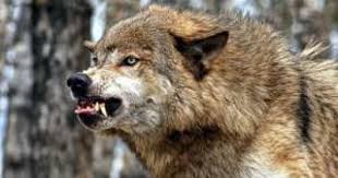 Canis Lupus The Grey Wolves Of Then And Now Snarling Wolf Wolf Growling Wolf Dog