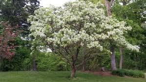 Native plants have adjusted to the state's rainfall, temperature and soil and can withstand adverse weather conditions. Spotlight On The Fringe Tree Frisella Nursery