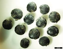 Image result for Lens culinaris