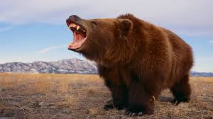 Bear Market Money Making Tips