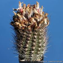 Image result for Eriocephalus microphyllus