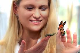 Bizarre Vorlieben: Monarchfalter-Raupen gieren nach giftiger Pflanzenmilch:  Fakultät Agrarwissenschaften