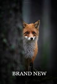 Brand New Animals Fox Cute Animals