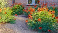 Maybe you would like to learn more about one of these? 67 Arizona Shrubs Ideas Shrubs Plants Xeriscape