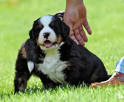 They can sometimes be slow to learn, so. Mystic Bernese
