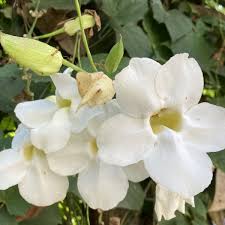 Image result for Thunbergia vogeliana