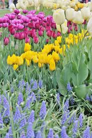 Best quality flowers order & send flowers, bouquets for same day delivery by the local florist netherlands. Albany S Tulip Fest Homage To Its Dutch History Adirondack Girl Heart