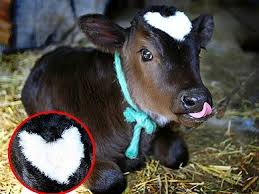 Aawwww Baby Bull With A Very Special Marking Cute Baby Animals Cute Cows Cute Animals