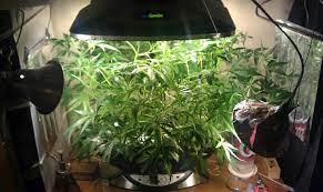 An aerogarden is a hydroponic indoor garden that can be setup almost anywhere. Aerogarden Marijuana Growing Easiest Way To Grow Weed Beginners