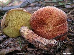 Image result for Suillus wasatchicus