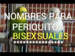 Nombres Para Periquitos De Ambos Sexos Youtube