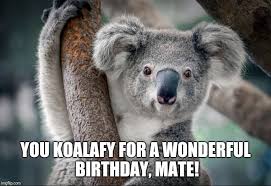 Koala Birthday Funny Koala Koala Bear Koala Meme