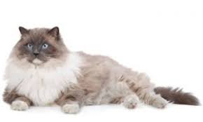 They are revered as the guardians or protectors of the temple of lao tsun. Birman Cat Vs Ragdoll Cat Shorthair Cat Breeds