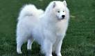 Samoyed Pictures and Informations - Dog-Breeds