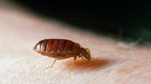 Check spelling or type a new query. Ditch These Myths About Bed Bugs Wfmynews2 Com