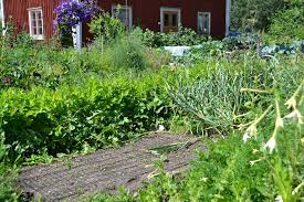 The benefits of consuming fruits and vegetables of all kinds, including strawberries, are varied. Companion Planting With Strawberries Sara S Kitchen Garden