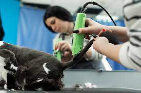 kedi trasi fiyatlari ne kadar 2021 miyavliyo