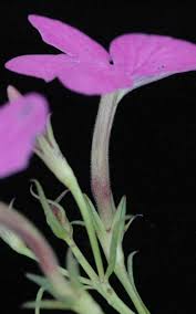 Image result for Cycnium