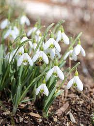 All About Snowdrops