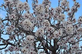 Huge collection, amazing choice, 100+ million high quality, affordable rf and rm images. Almond Flowers Almond Tree In Blossom Flowering Flowering Almond Trees Flowery Branch Flowers Spring Almond Tree Flowering Plant Flower Pxfuel