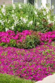 Pin On Plants That Add Height