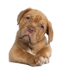 Recopie tout le texte de la lettre. Nom De Chien 2014 L Annee Des J Le Blog Du Site Direct Vet