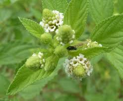 Image result for Lippia javanica