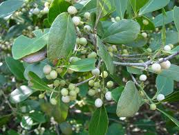 Image result for Pleurostylia