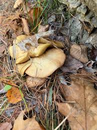 Image result for Boletus projectelloides