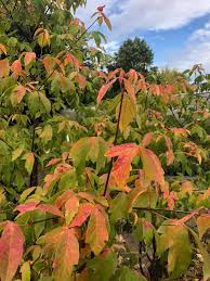 At the arnold arboretum, we remain committed to the. Acer Griseum Paperbark Maple Yamina Rare Plants Facebook