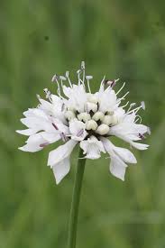 Image result for Cephalaria pungens