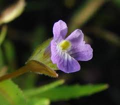 Image result for Stemodiopsis buchananii