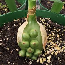 Image result for Albuca nigritana