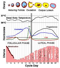 Sex On A Cycle Psychology Today