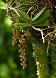 Image result for Rhipidoglossum