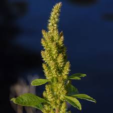 Image result for Amaranthus hybridus