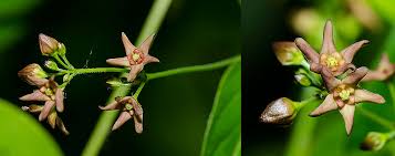 Image result for Vincetoxicum cernuum