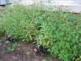 Image result for Impatiens zombensis