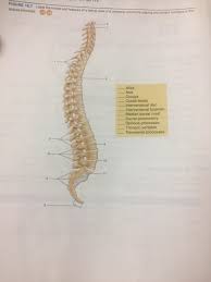 The spine diagram shown below, consists of many bones or vertebrae,soft discs,the spinal cord, and spinal nerves. 35 Label The Bones And Features Of The Vertebral Column Labels For Your Ideas