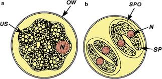 Image result for Cyclospora