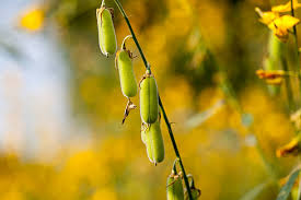 Image result for Crotalaria juncea