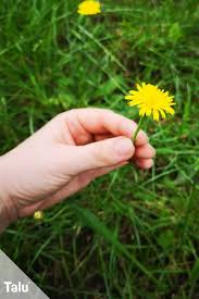 Ein herbarium als schulprojekt in grundschule und an weiterführenden schulen anfertigen llll➤ gestaltungstipps ✅ hier erhalten sie tipps für die gestaltung und vorlagen zum ausdrucken. Herbarium Anlegen Anleitung Kostenlose Vorlage Furs Deckblatt Talu De