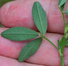 Image result for Medicago laciniata