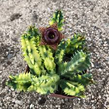 Image result for Huernia zebrina