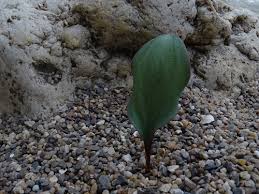 Image result for Eriospermum roseum